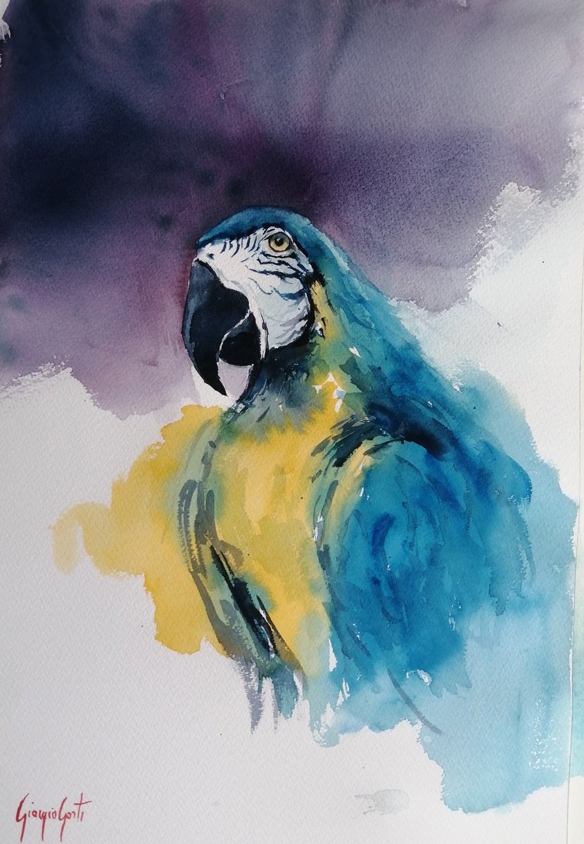 Impressionistic Watercolour , Parrot 8 By Giorgio Gosti, 14 X 21, Artwork For Sale On Artfinder