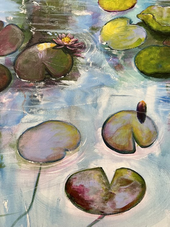 Water Lilies At Sunset 5