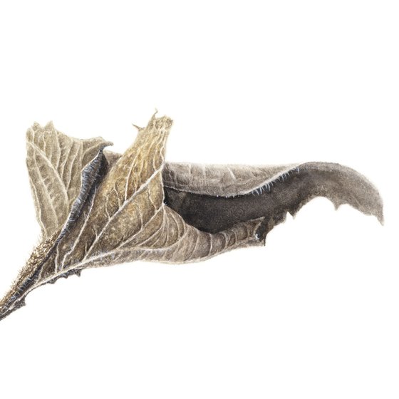 Dry Sunflower