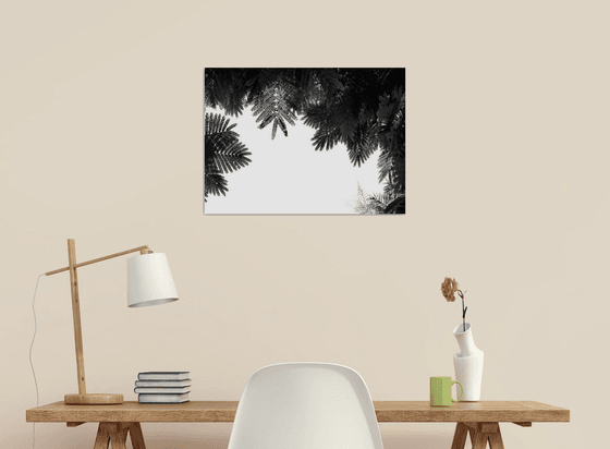 The Tree Top II | Limited Edition Fine Art Print 1 of 10 | 45 x 30 cm
