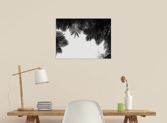 The Tree Top II