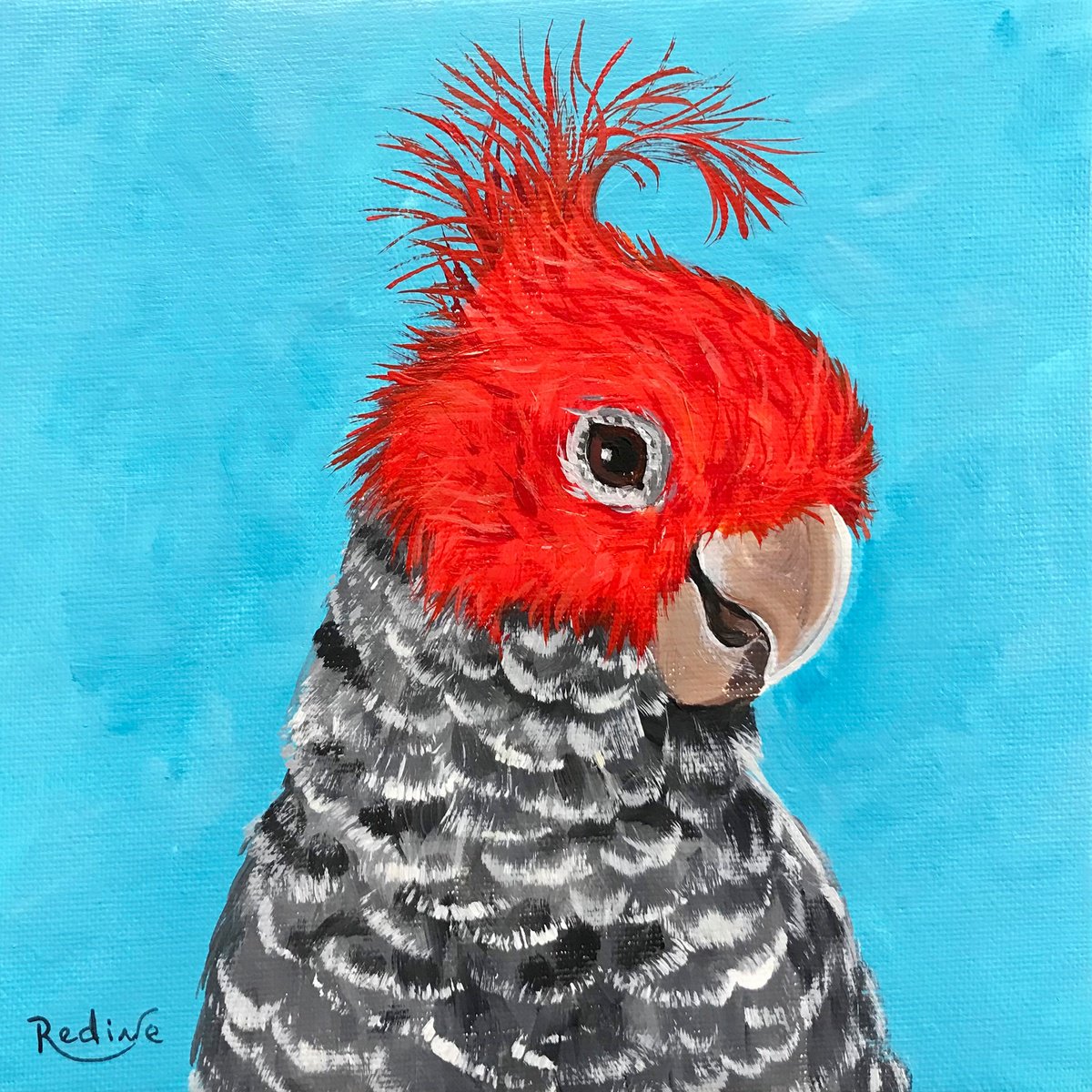Gang-gang cockatoo portrait by Irina Redine