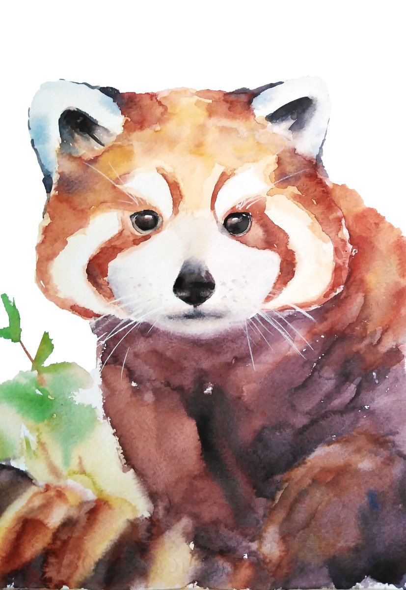 Red panda artwork, watercolor illustration by Tanya Amos