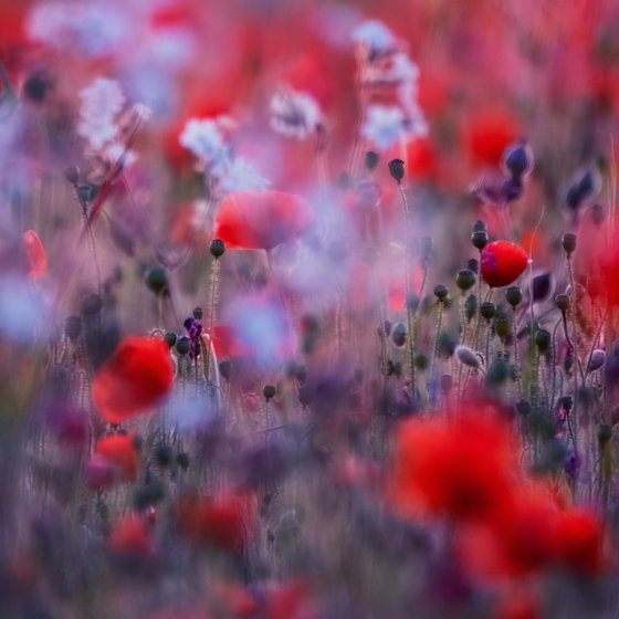 Poppies in blue