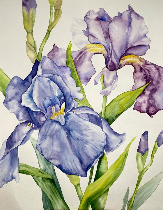Iris Flowers