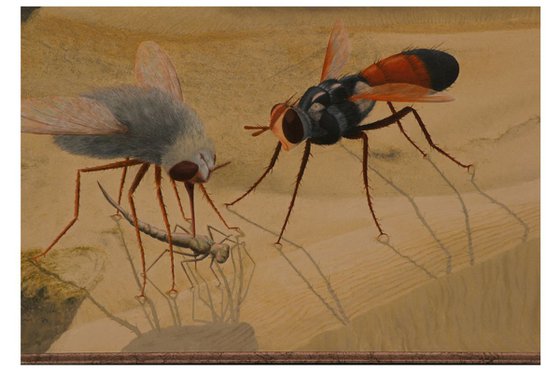 Insects in the dessert