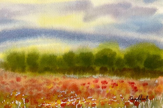 Misty poppy meadow