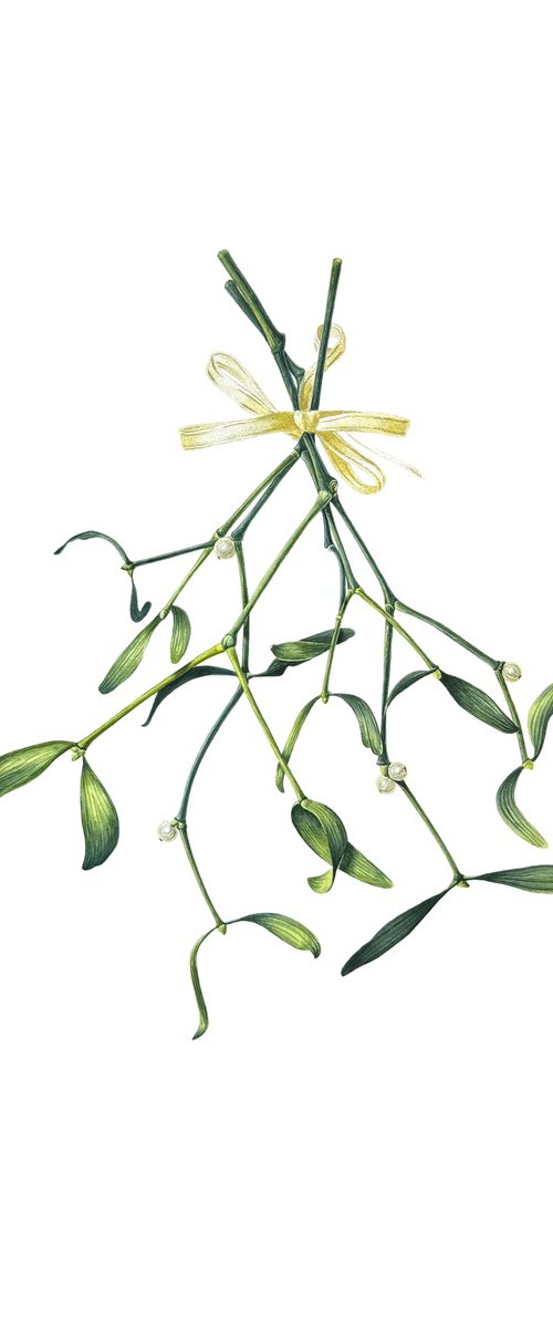 Mistletoe - christmas flower Painting by Yuliia Prokopchuk