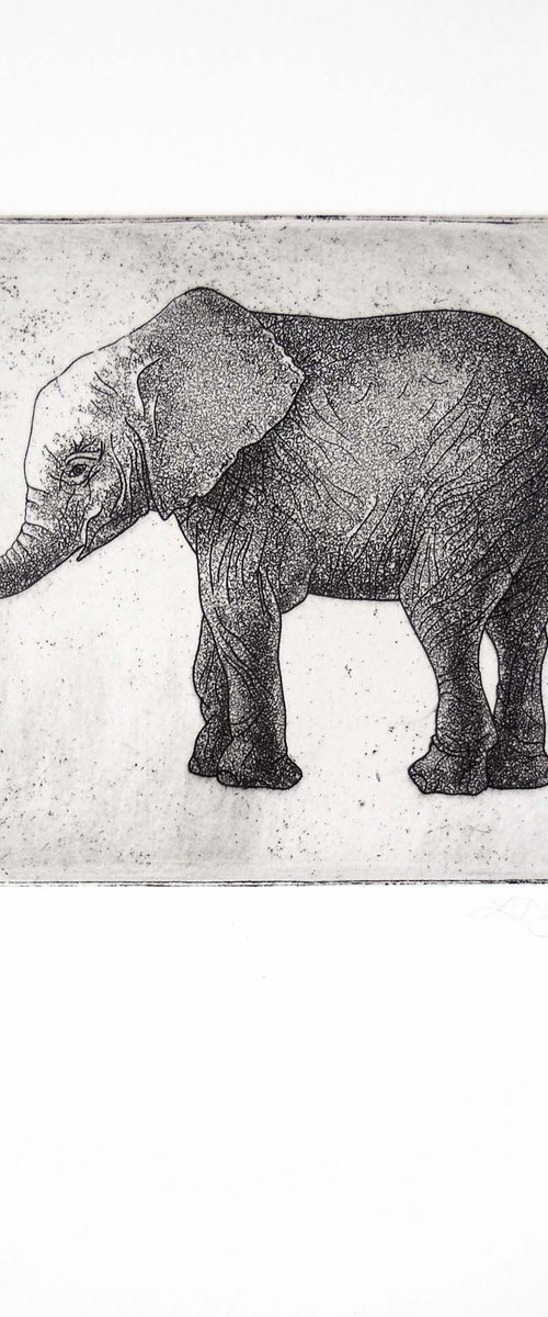Elephant by Louise Boulton
