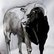 bull by Soso Kumsiashvili