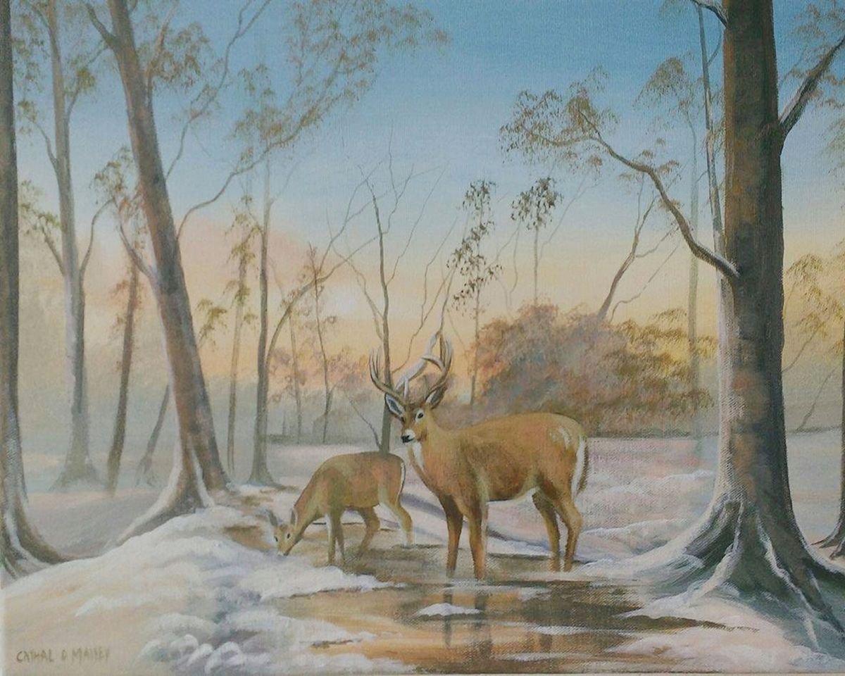 forest deer by cathal o malley