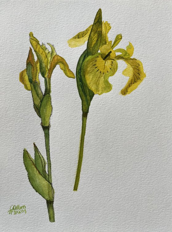 Wild Flag Iris