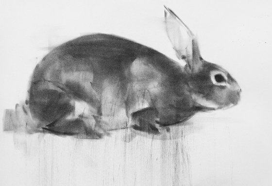 rabbit 019
