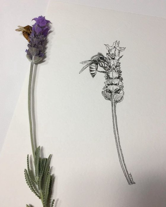 French lavender and the bee