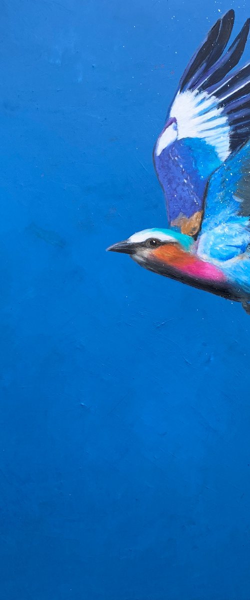 Lilac Breasted Roller in Flight by Laure Bury