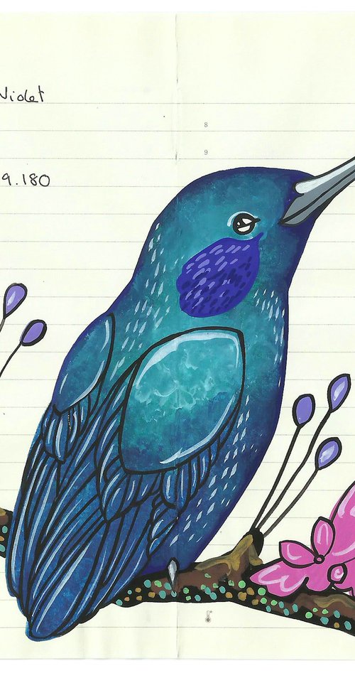 Birds of North America: Mexican Violetear by Fran Giffard
