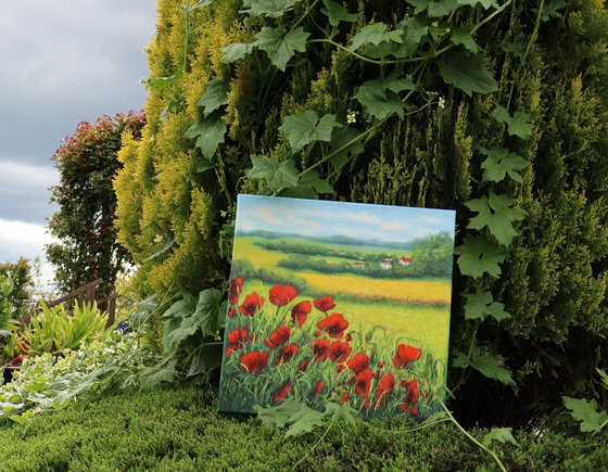 Red poppies