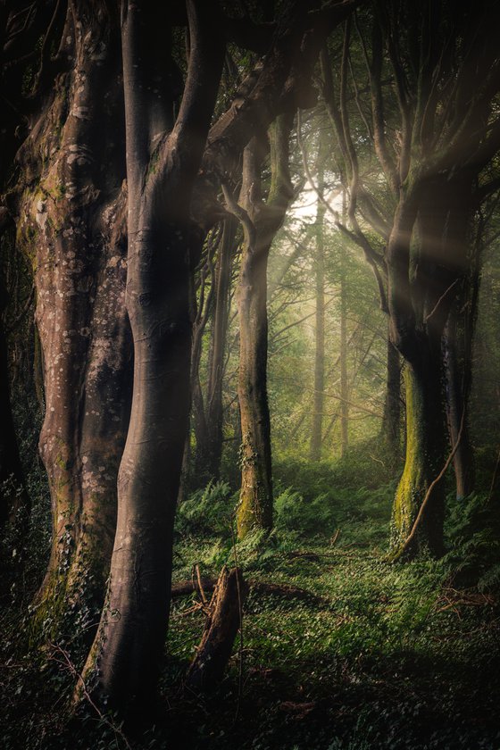 Mystical woodland