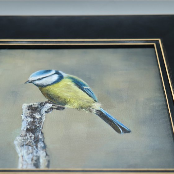 Early morning Blue Tit
