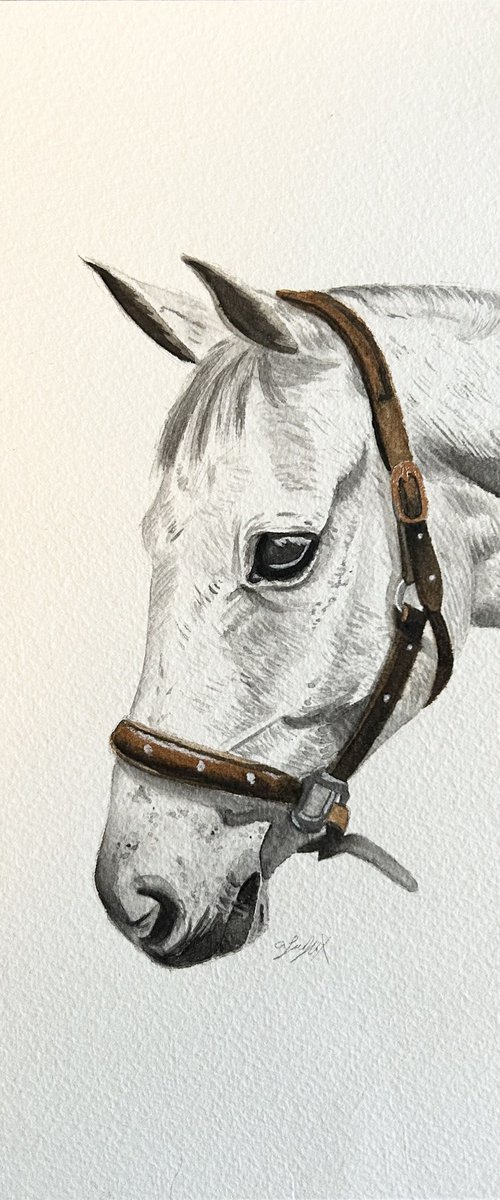 Watercolour horse by Amelia Taylor