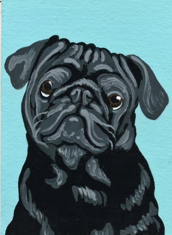 Black Pug Pet Dog