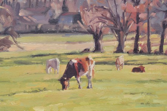 December 06, Saint Vincent, cows in the meadows