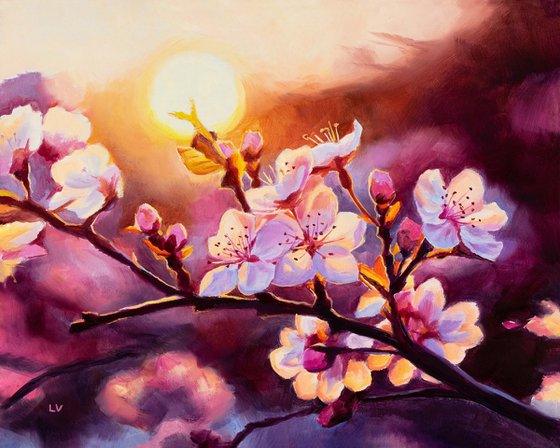 Pink cherry blossoms at sunset