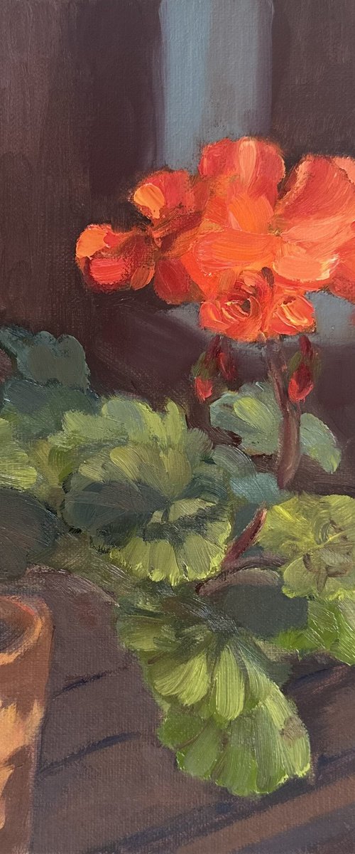 Blooming Geranium by Grace Diehl