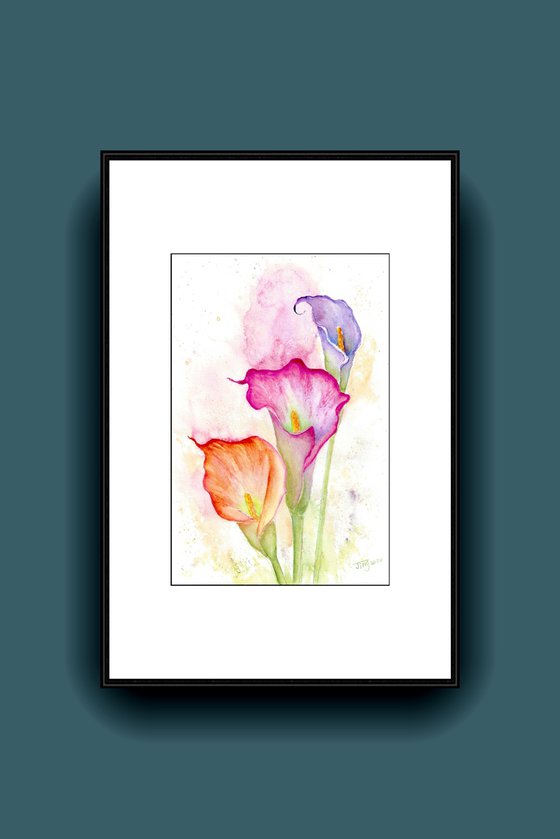 Colorful Calla lily