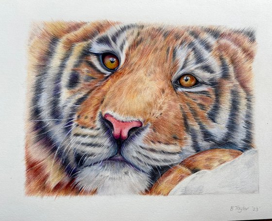 Tiger face study. Realistic pencil drawing