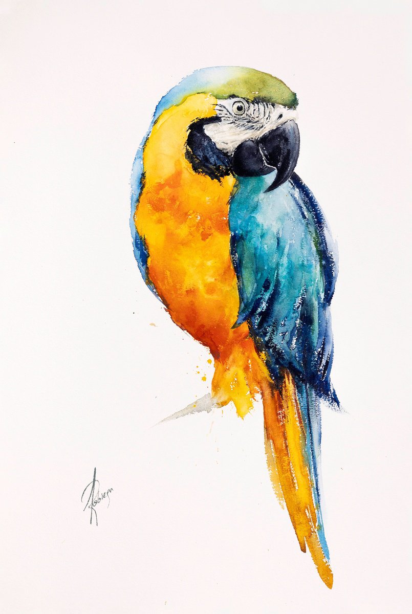 Animal Watercolour By Andrzej Rabiega, 15 X 22, Ara, Original Artwork