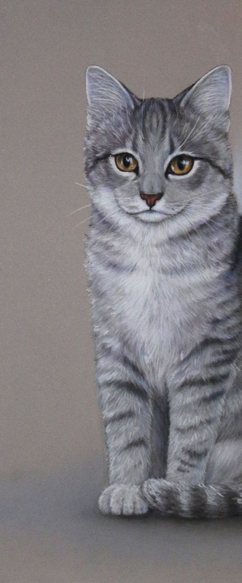 Comission pastel drawing of a cat by Tatjana Bril