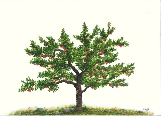 Apple Tree