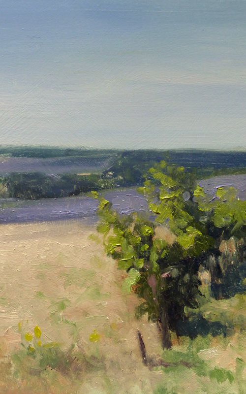 Vineyards and Lavender Fields by Pascal Giroud