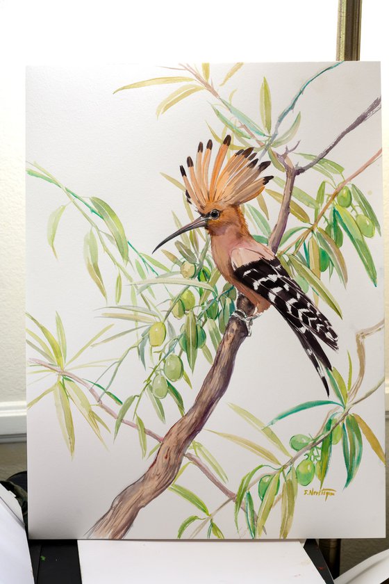 Hoopoe and Olive Tree