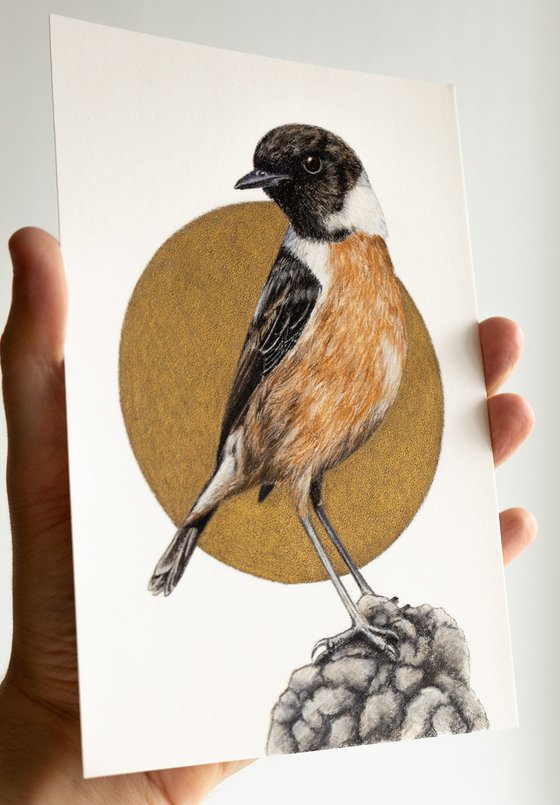 Original pastel drawing bird "European stonechat"