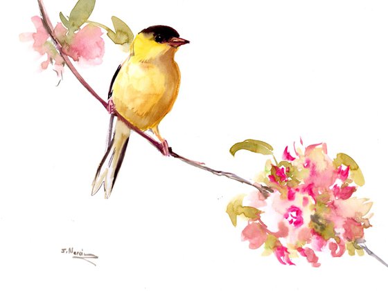 American Goldfinch on the pring tree