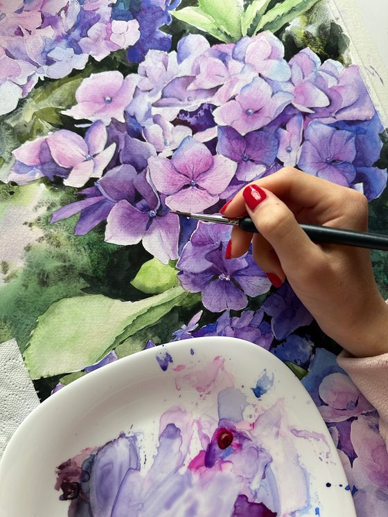 Violet hydrangea