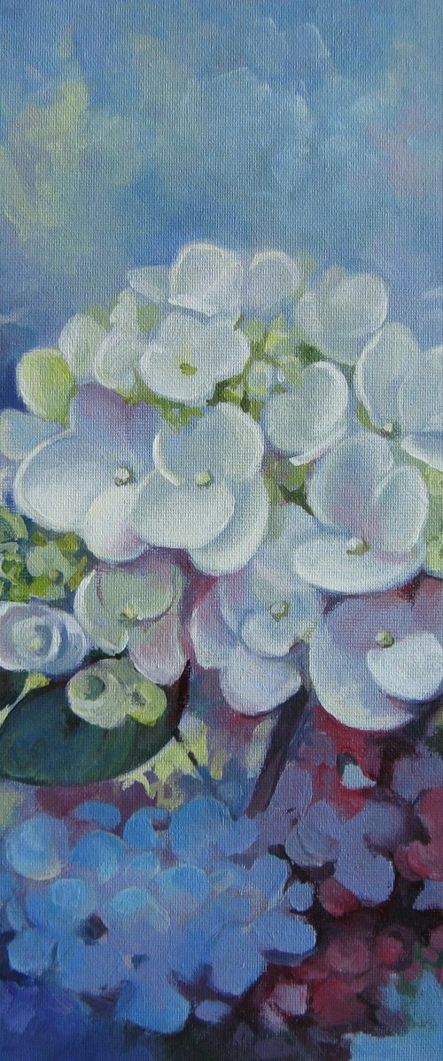 Loving hydrangea by Elena Oleniuc