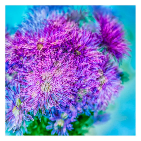 Abstract Flowers #3. Limited Edition 1/25 12x12 inch Photographic Print.