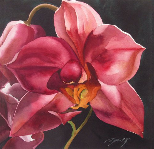 red orchid by Alfred  Ng