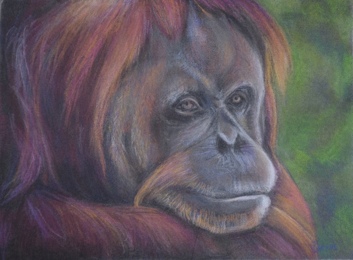 Borneo (Orangutan) by Dawn Rodger by Dawn Rodger