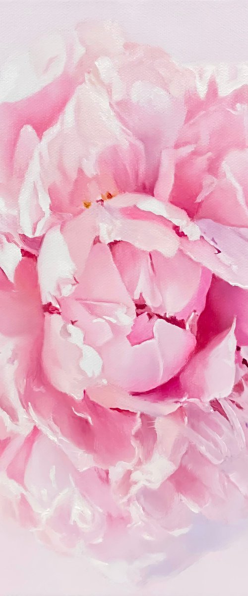 Delicate Peony Bloom by Alla Kallass