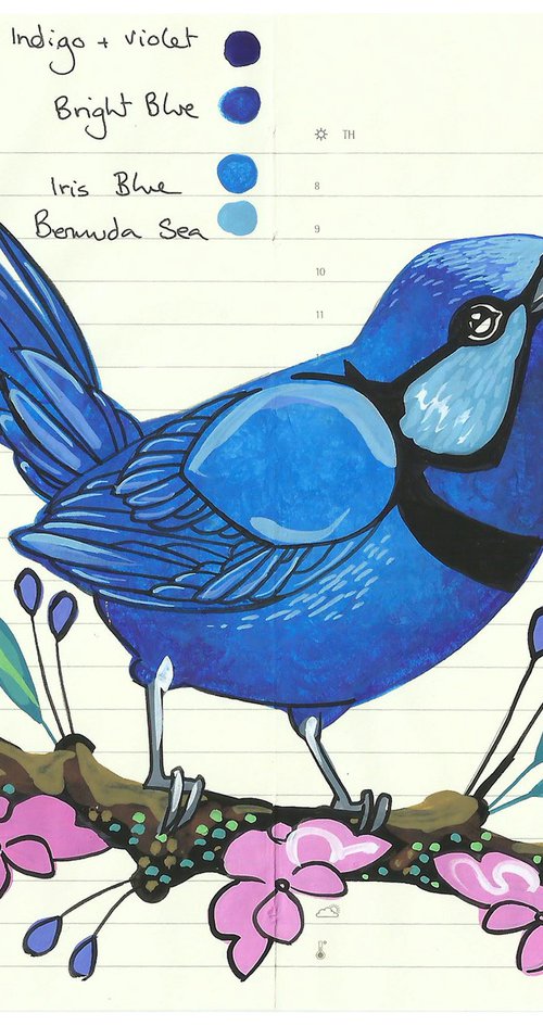 Birds of Australia: Splendid Fairywren by Fran Giffard