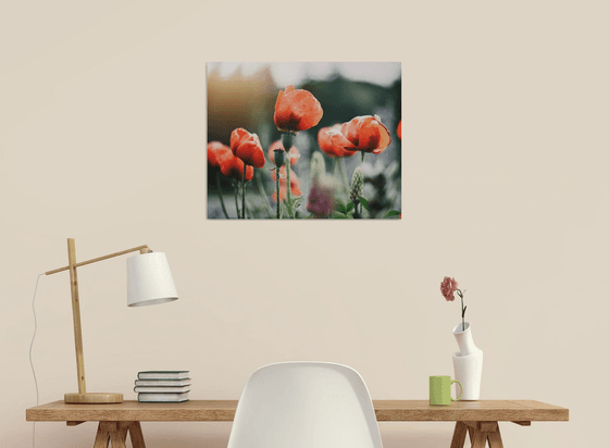 Summer Poppies