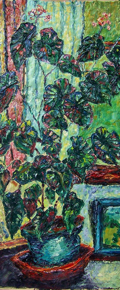 Begonias by a window by Richard Meyer