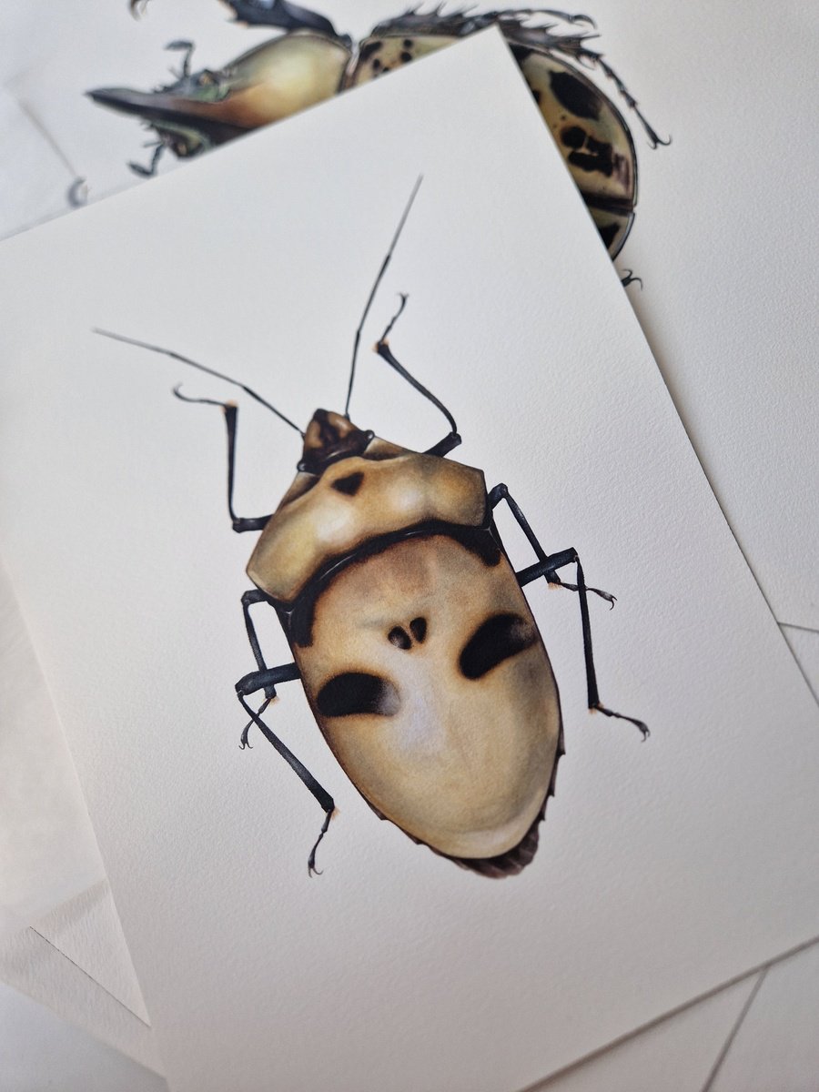 Eucorysses grandis, the Death Head Bug by Katya Shiova