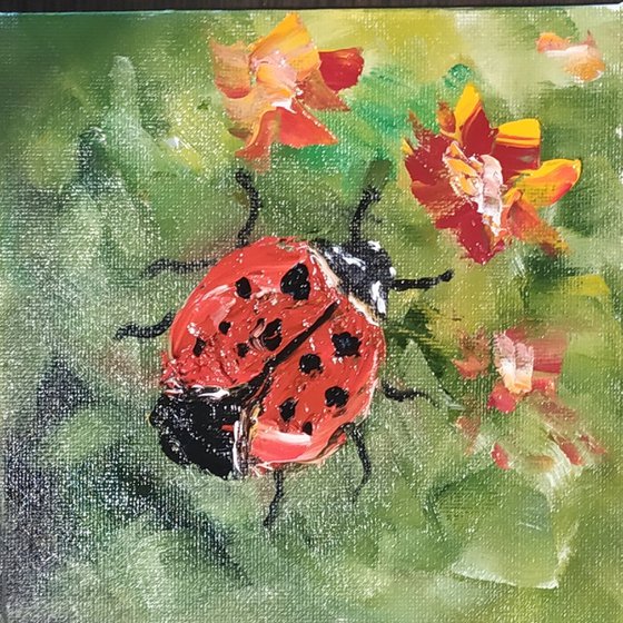 Ladybird