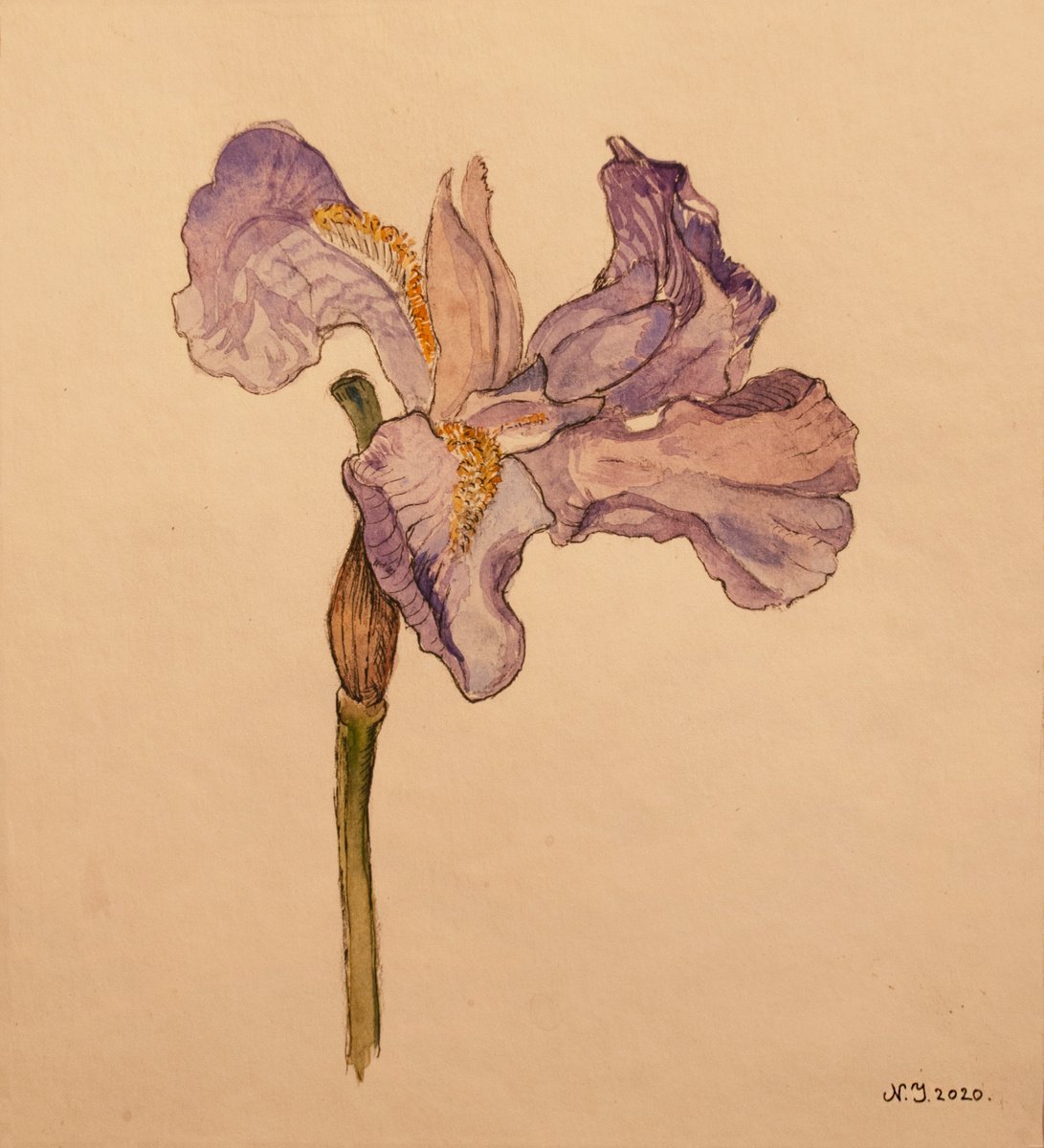 Iris II by Nikola Ivanovic