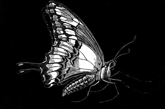 Swallowtail Butterfly